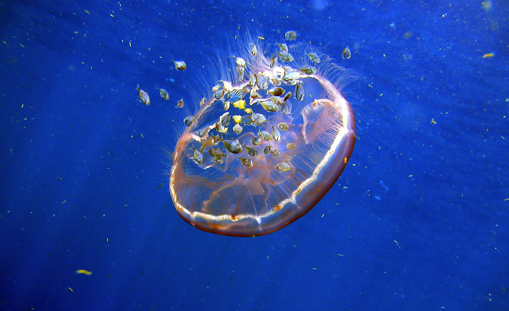 Young softcore nudes Color penetration in the ocean