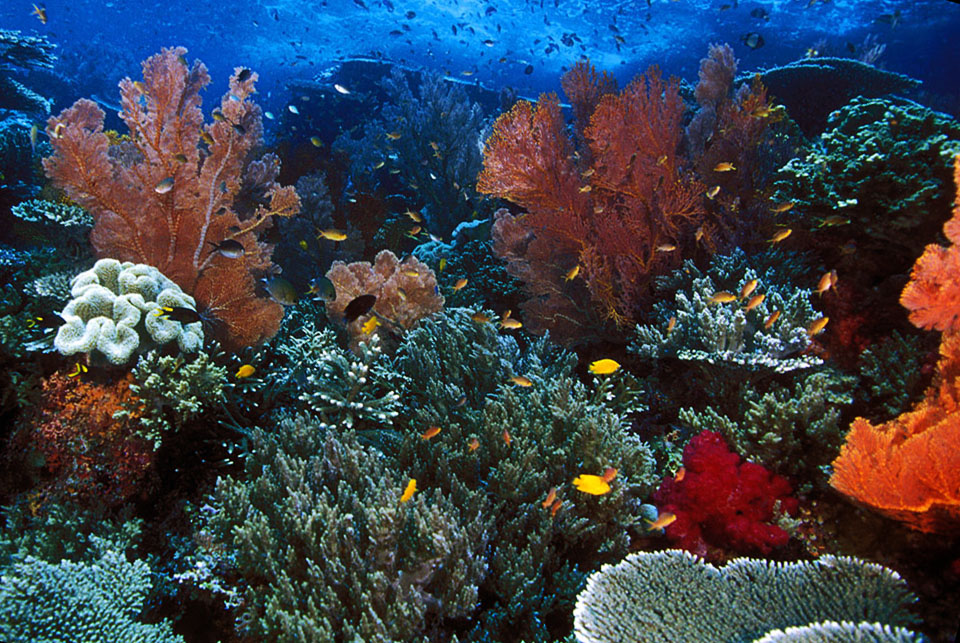 Keajaiban Alam Bawah Laut: Eksplorasi Terumbu Karang yang Menakjubkan