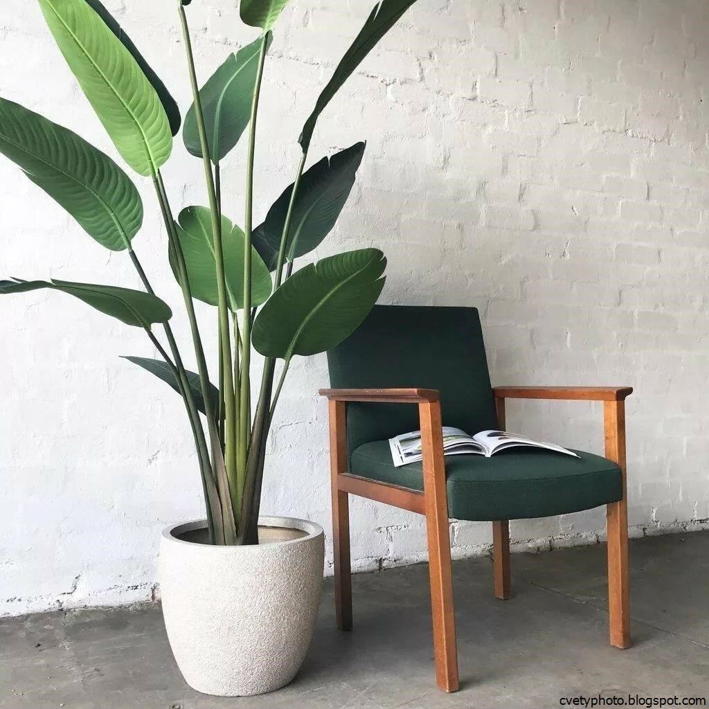 Комнатные Цветы С Большими Листьями Фото