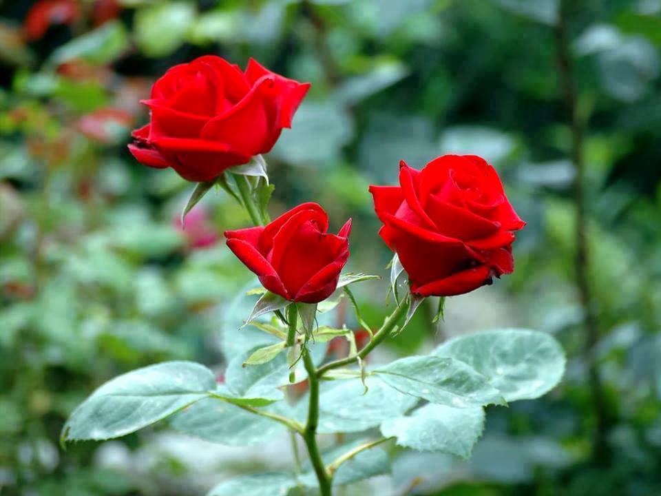 beautiful lovely rose red color