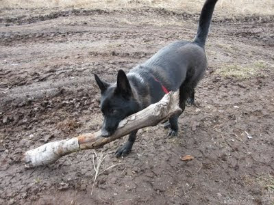 Andy the dog carrying a giant stick.