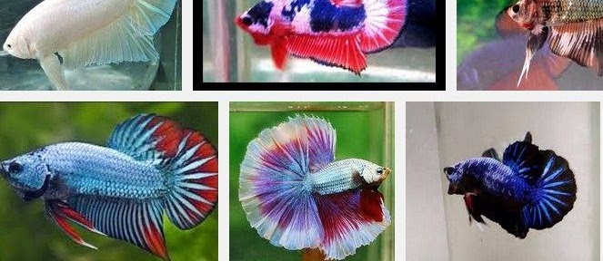 Ikan Cupang Plakat yang Cantik dan Murah