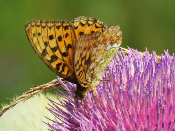 Dostojka na ostrożeniu głowaczu (Cirsium eriophorum (L.) Scop.) dostojka