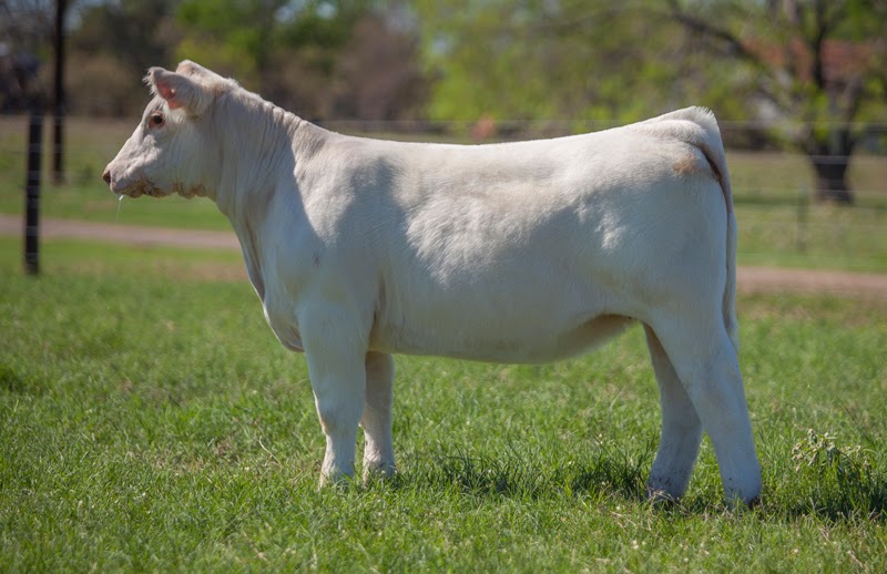 DIAMOND G CATTLE CO. Check her out!!