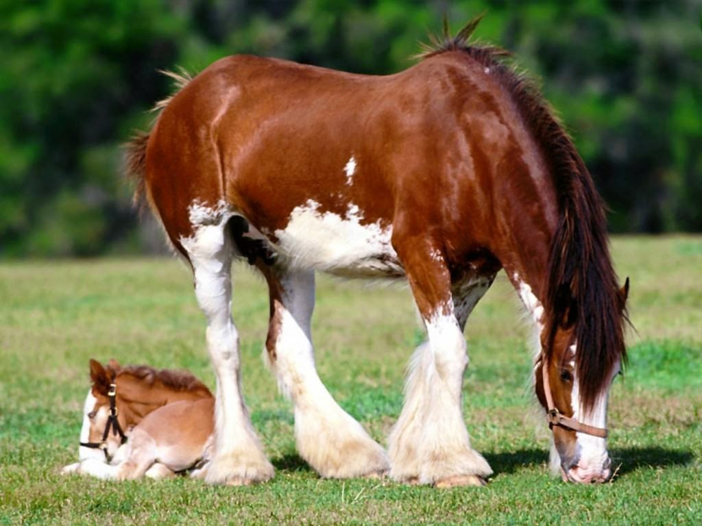 10 Most Beautiful Horses in The World Explore Amazing World