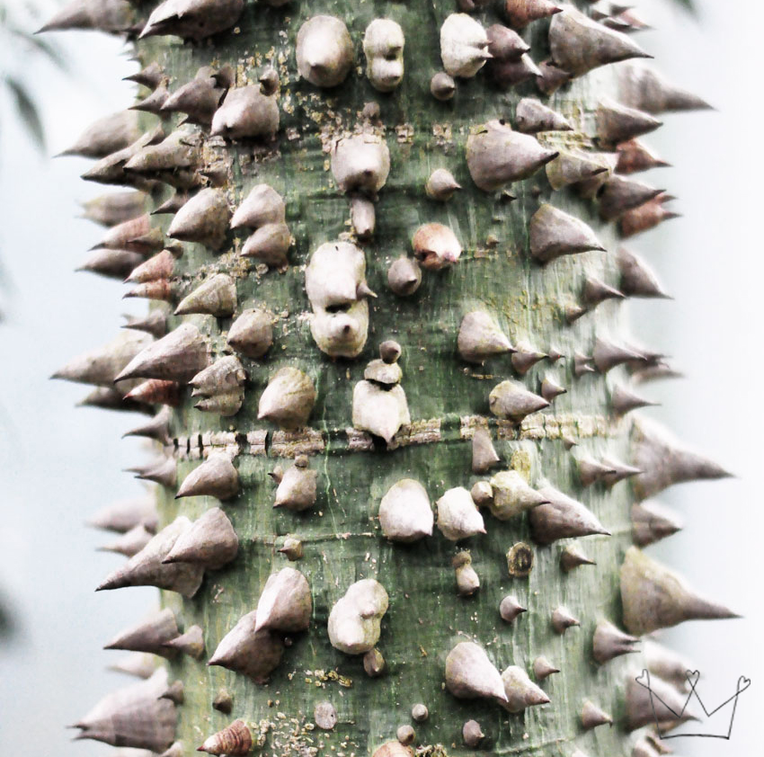 Botanischer Garten Leipzig I Bergblumengarten