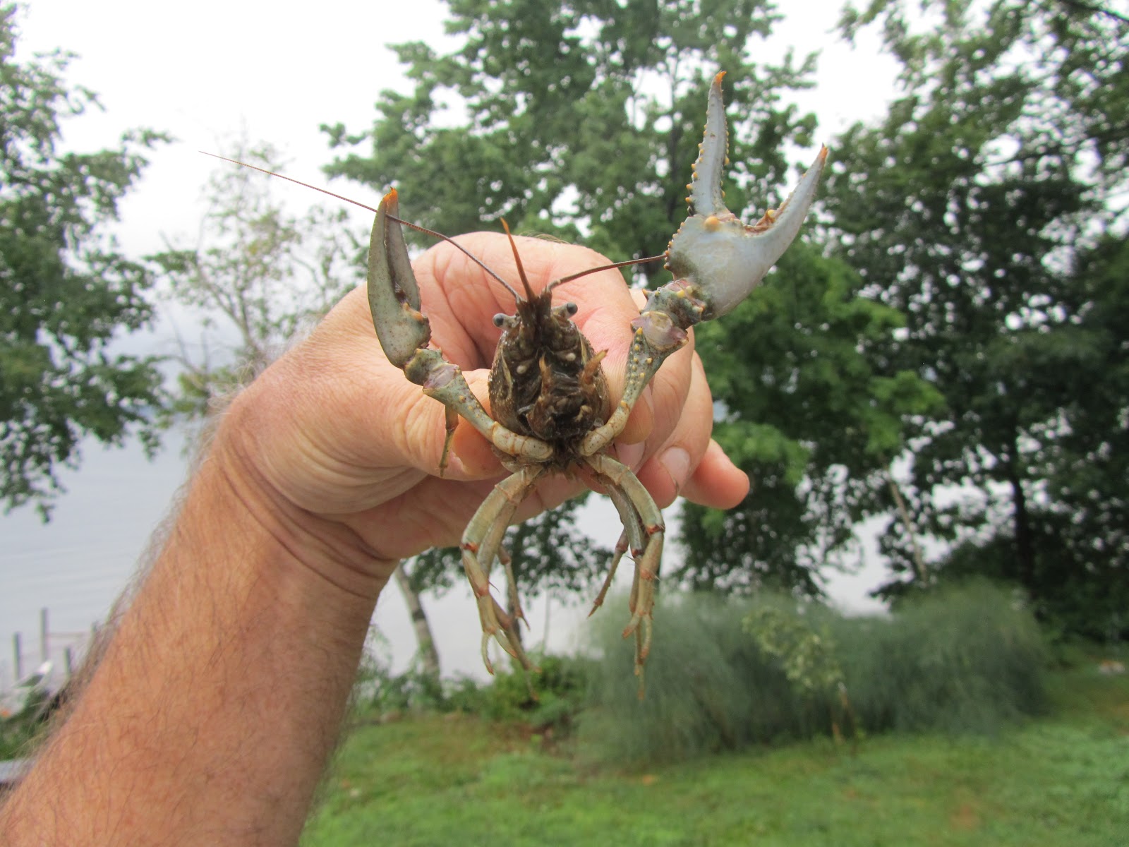 Philosophizing with a Hammer Crayfish, Crawfish, Little Lake Lobsters