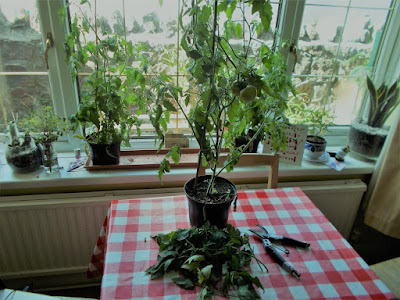 Tomato plants 80 Minute Allotment Green Fingered Blog