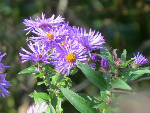 New England aster