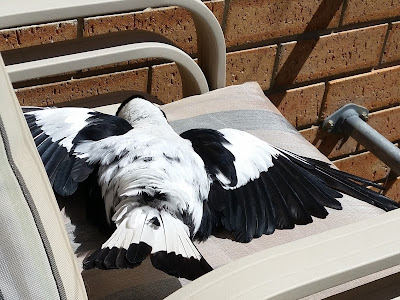 A South Australian male magpie - Gymnorhina leuconata - is sunbaking on an outdoor chair cushion on its belly, wings and tail outstretched. The wings and tail feathers are white with black tips. It has white feathers on iits back and nape with a black head and body. Its head turned to the  right, resting on the cushion.  Its sharp, pointed beak is white with a black tip but not visible in this photo..