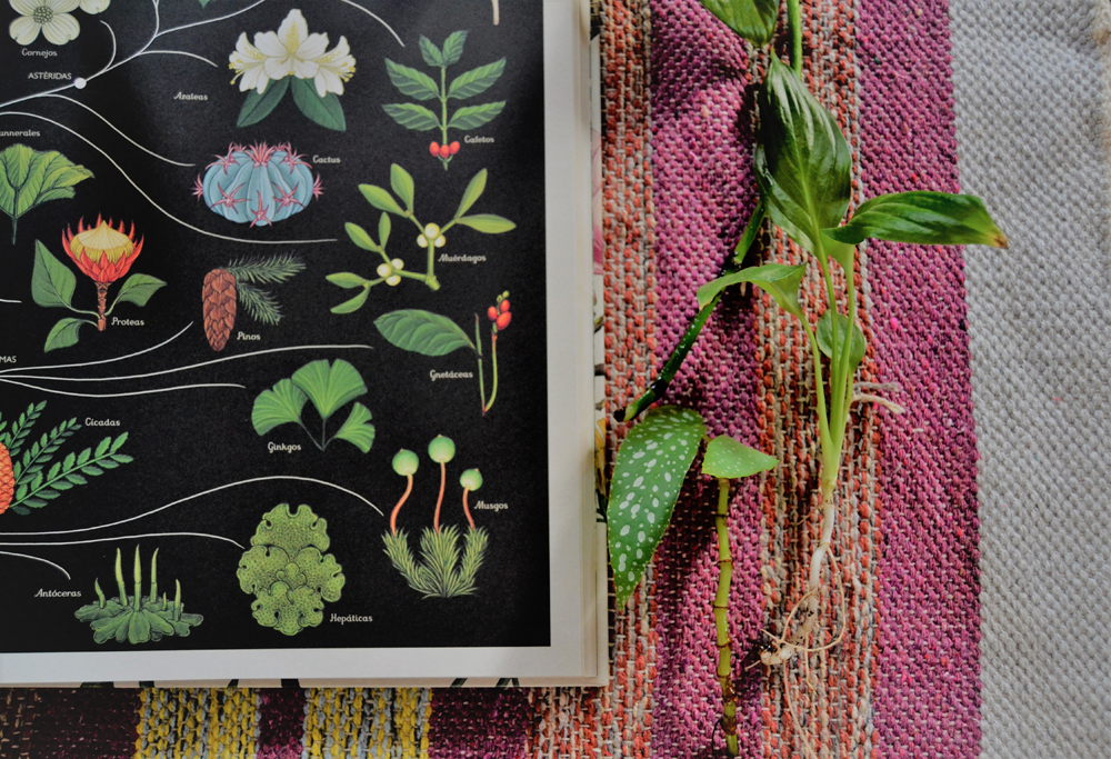 Botanicum, un museo hecho libro, álbum ilustrado de gran formato donde las plantas son las protagonistas