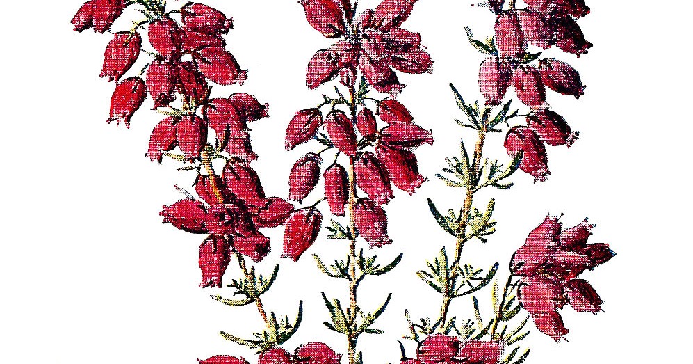 Plant Your Heather In Old Galvanized Tins And Pots For A Great