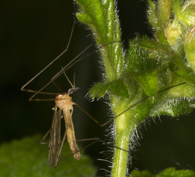 Cranefly, Limonia phragmitidis.  Joyden's Wood, 12 May 2012.