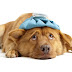 Τι προκαλεί γαστρεντερίτιδα στον σκύλο; 