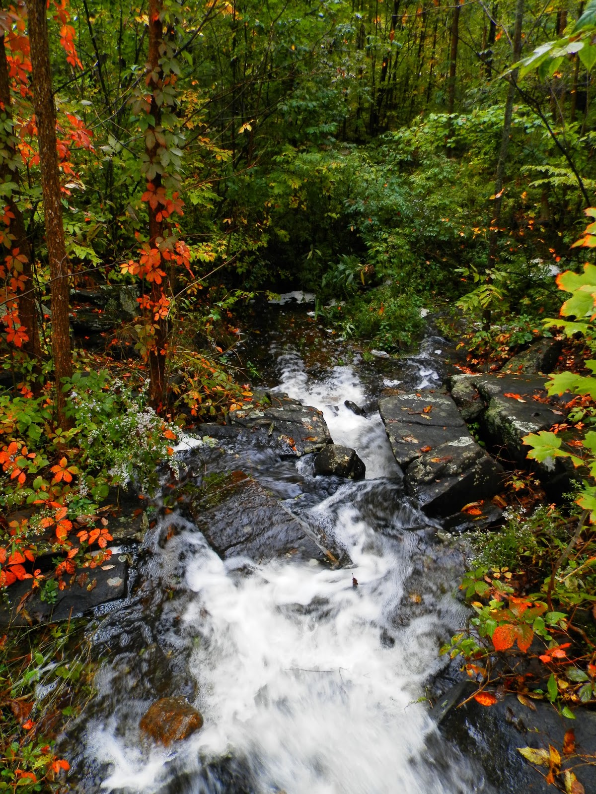 Camping In Ontario Six Mile Lake Provincial Park Site 81