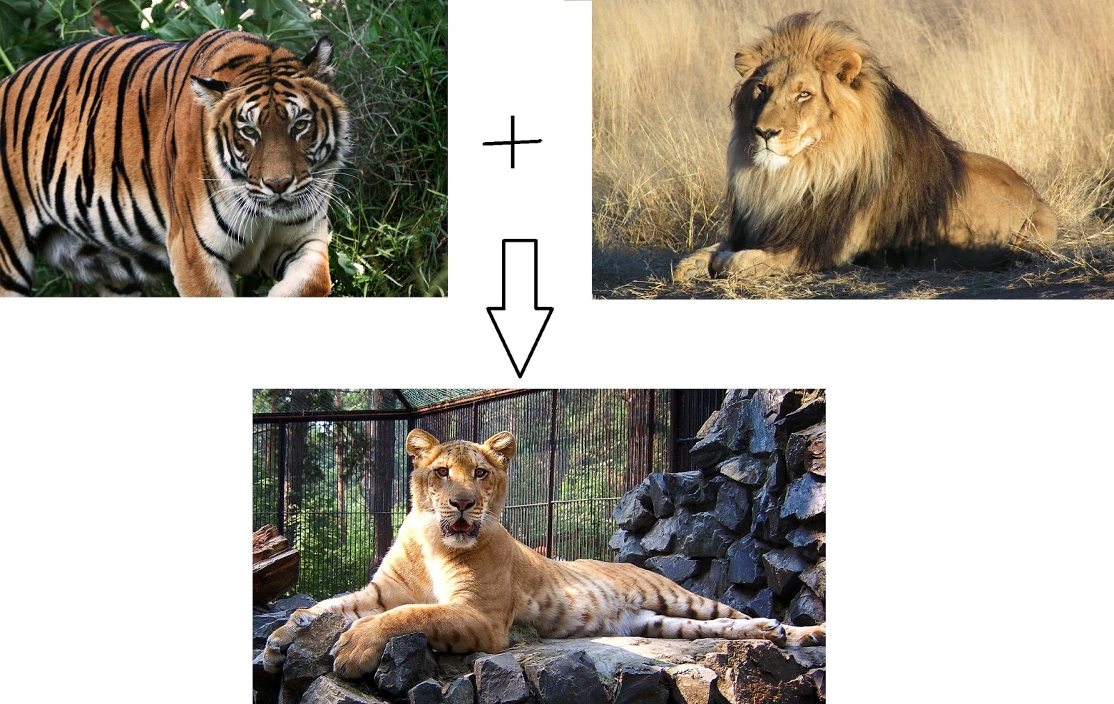 Qual é o maior felino do mundo? Saber Atualizado Qual é o maior felino do mundo? Saber Atualizado