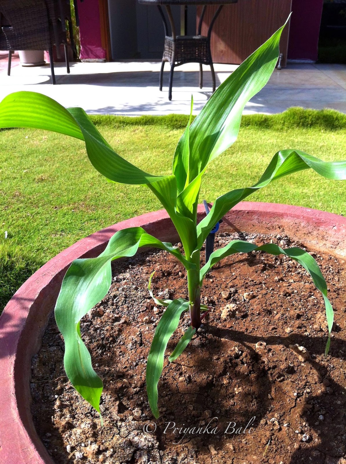 Growing Baby Corn In Containers Of Everything Nice Growing Baby Corn Container