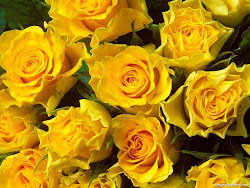roses yellow colors rose flowers colour flower pretty colorful wallpapers rosas colours