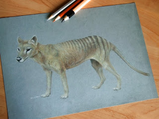 thylacine Thylacinus cynocephalus tasmanian tiger tasmanian wolf beutelwolf buidelwolf tasmaanse tijger tasmaanse wolf australia