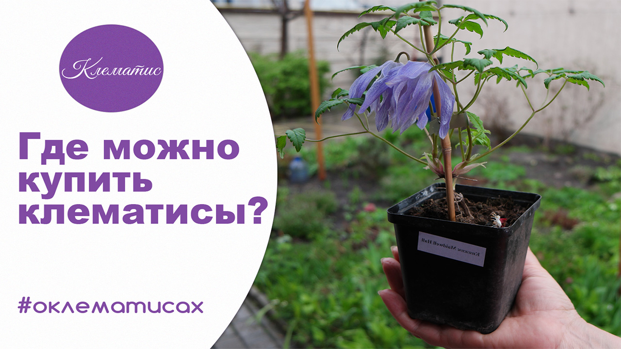Опт Хоз Интернет Магазин Клематисы