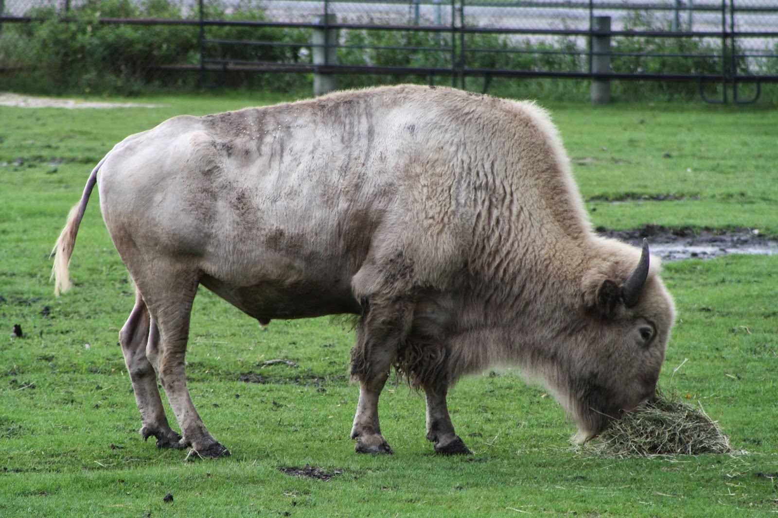 Photos of Nature's Calm White Bison