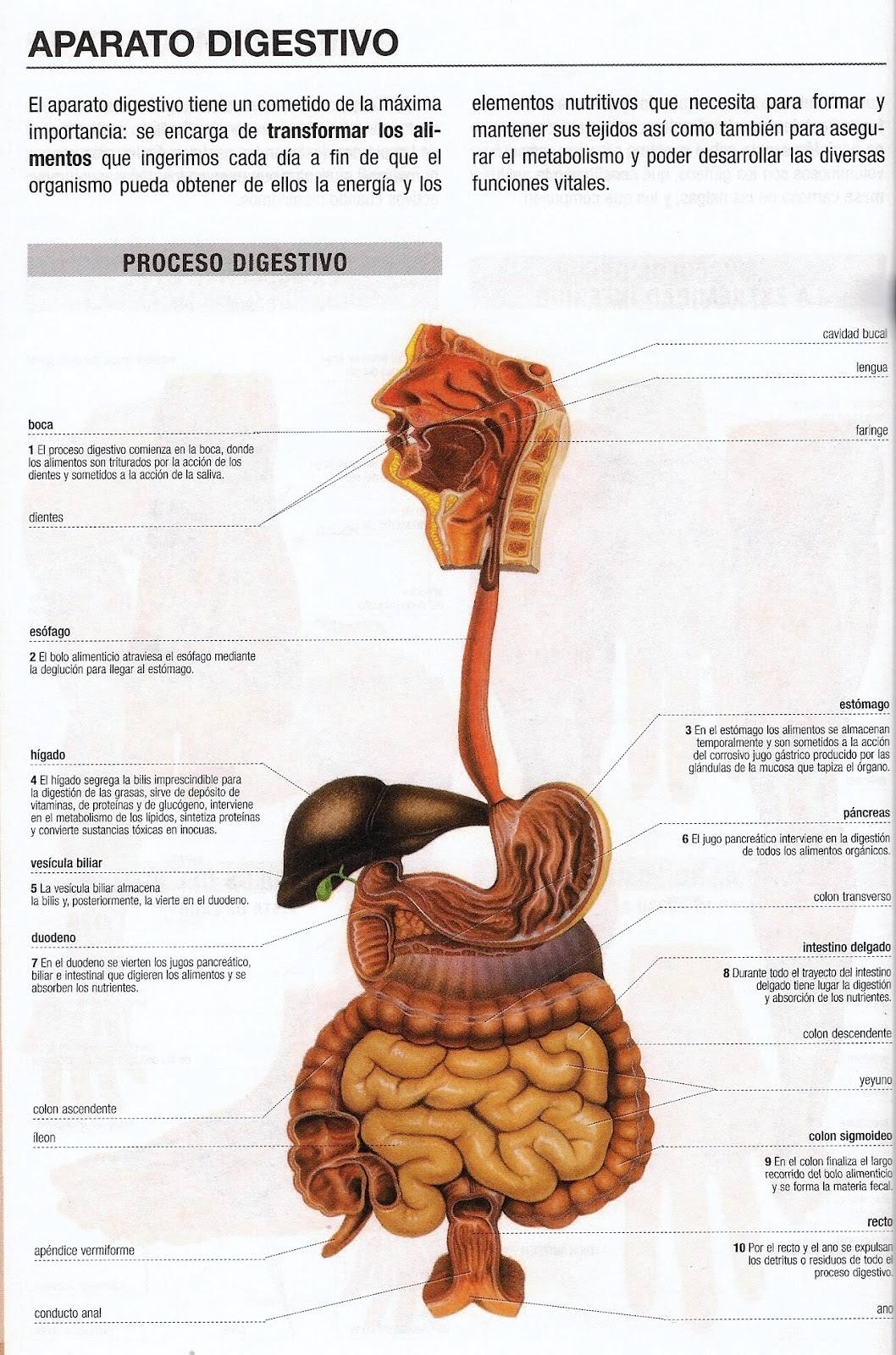 Anatomia Aparato Digestivo Percy Zapata Mendo