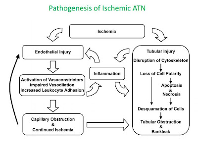 Tutor's Notes: general, cardiovascular, respiratory and renal ...