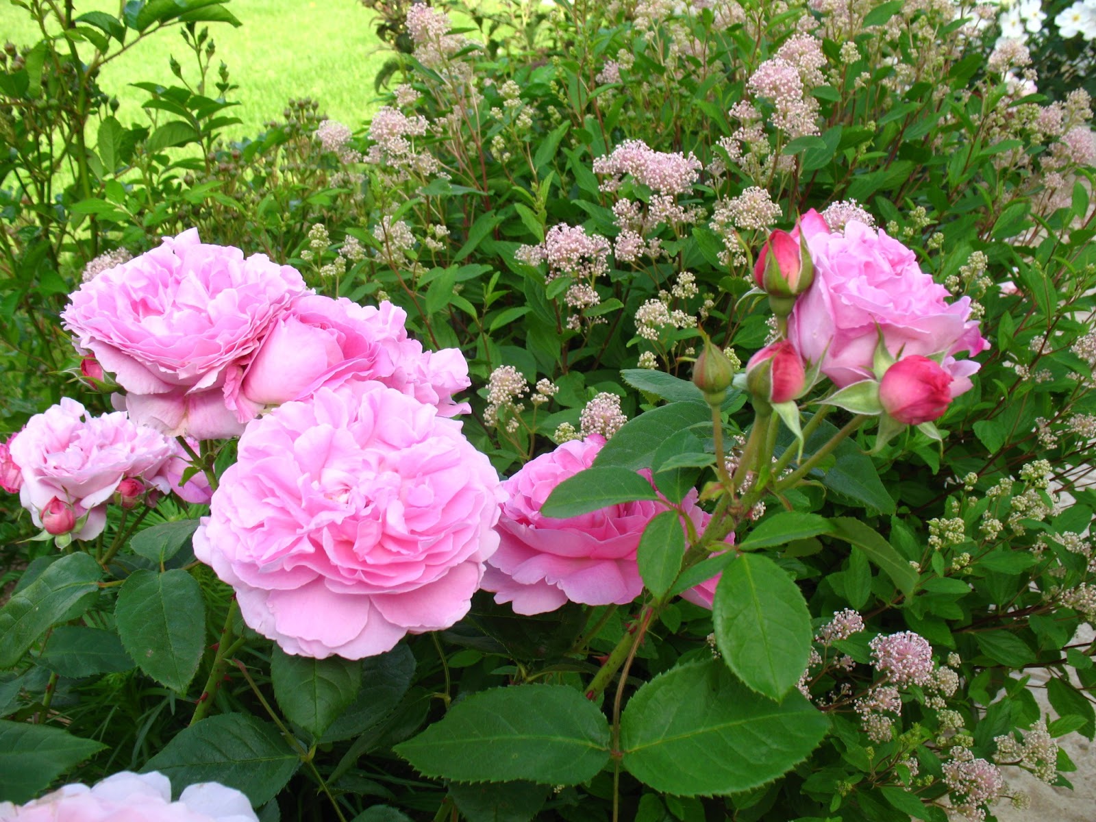 Les Lilas Et Les Roses Commentaire Corrigé