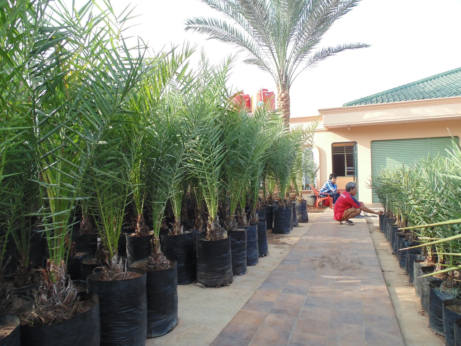 28+ Rak Untuk Tanaman Polybag, Trend Masa Kini!