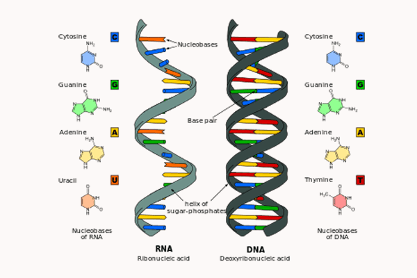 Perbedaan RNA dan DNA 