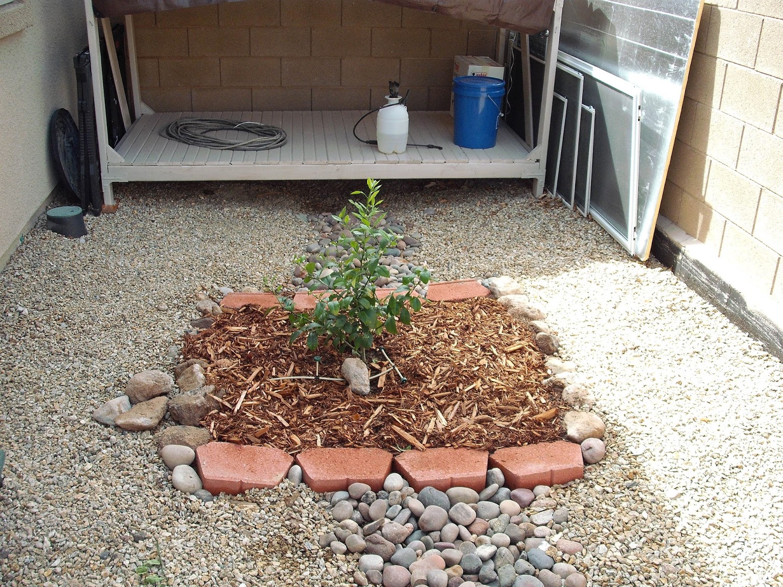 Xtremehorticulture of the Desert Citrus Seldom Needs Fruit Thinning