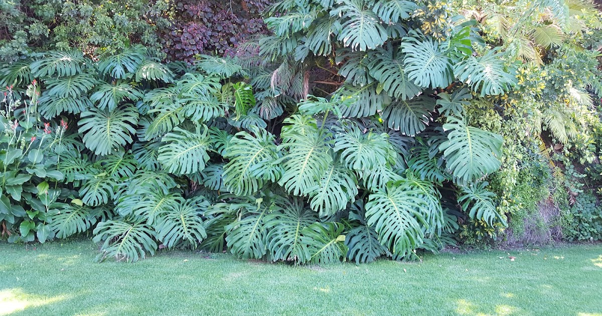 SWISS CHEESE PLANT Monstera deliciosa The Garden of Eaden