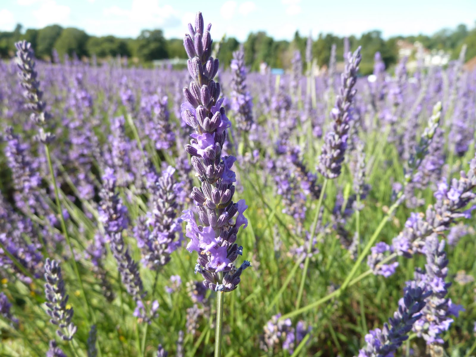 Bishty: Lavender Blue