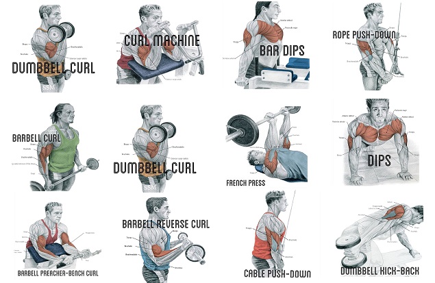 Biceps and Triceps Workout For Fitness - Bodydulding