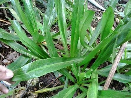 Tips Cara Membuat Essen Daun Walang Sangit Umpan Ikan Nila Mujair Cara Mancing Ikan Yang Benar Mancing Ikan Besar