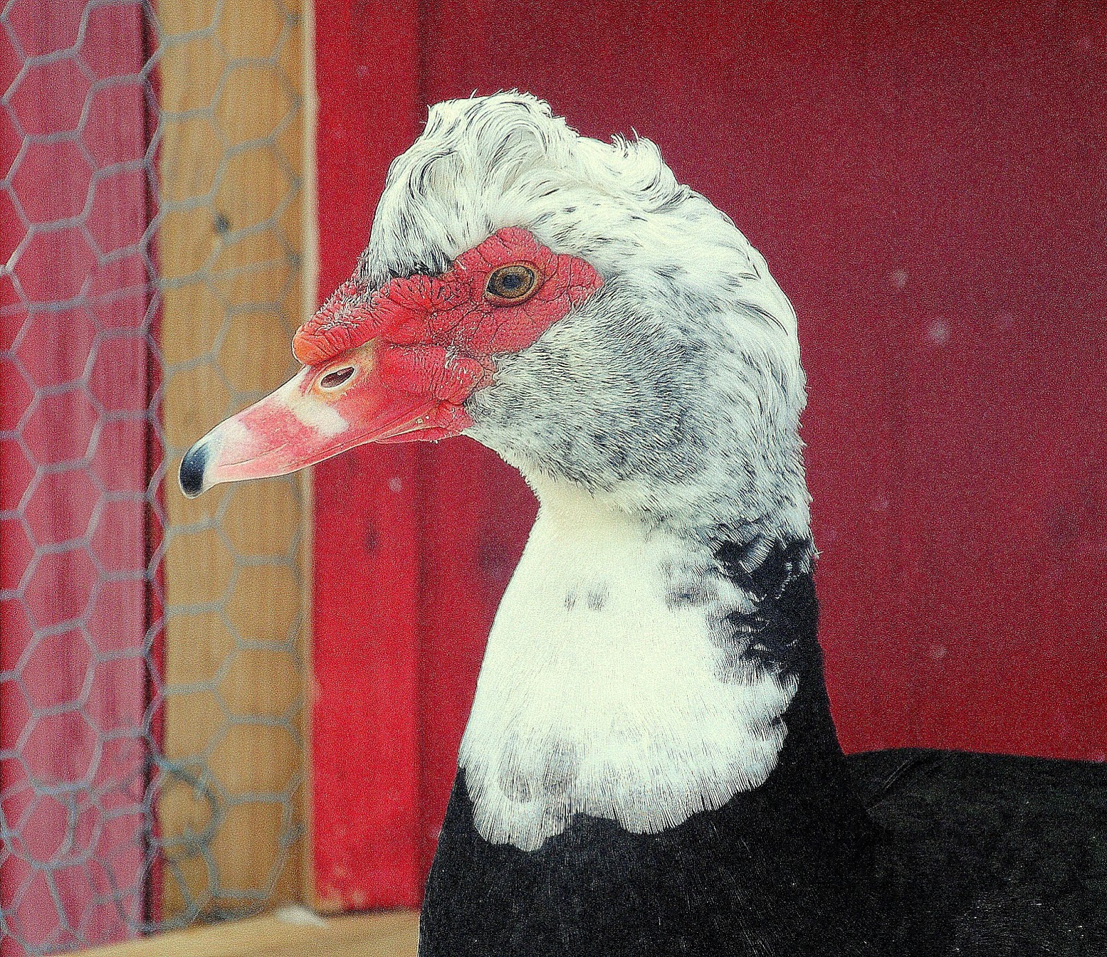 Camera on King & Aurora New ducks settling in at Pine Farms Orchard