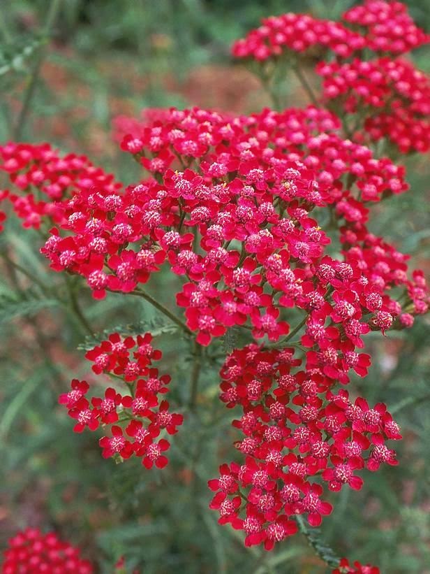 Rose colored yarrow