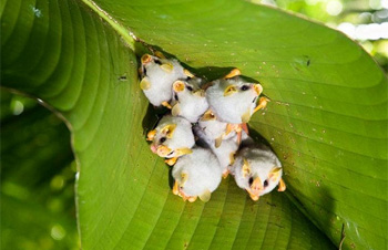 Kelelawar Putih Si Mungil Pecinta Kegelapan Re Tawon Kelelawar Putih Si Mungil Pecinta Kegelapan Re Tawon