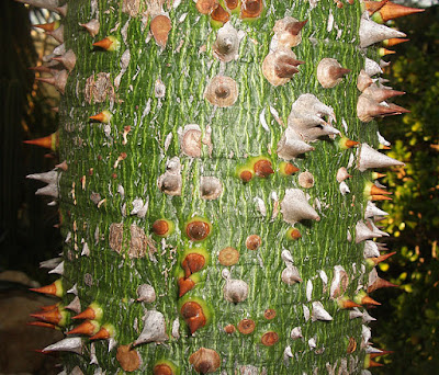 bài thuốc dân gian chữa bệnh gai cột sống