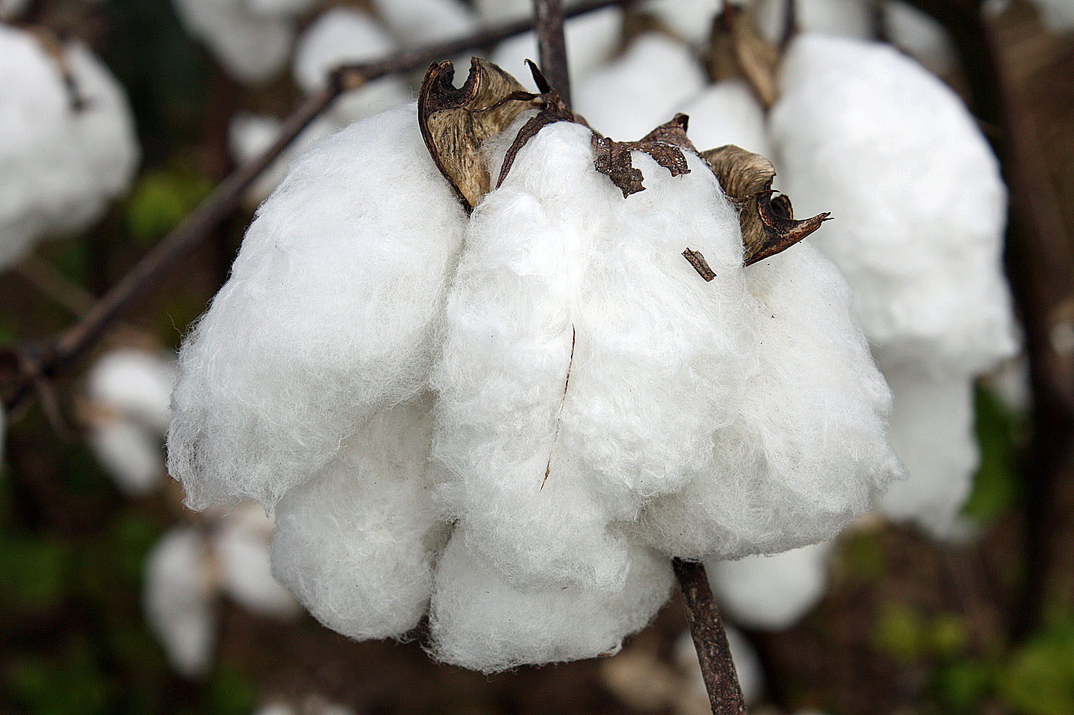 Southern Lagniappe A Cotton Patch Adventure
