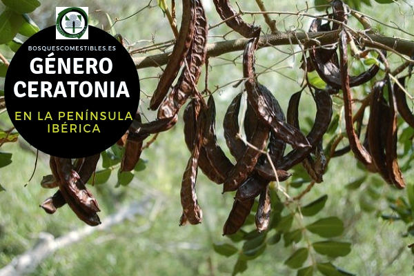 Lista del Género Ceratonia, familia Fabaceae en la Península Ibérica