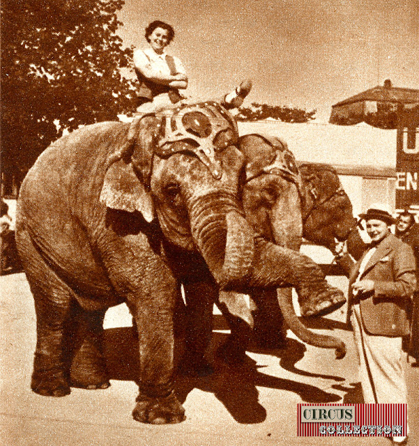 les éléphants du Cirque Knie prennent la pose 