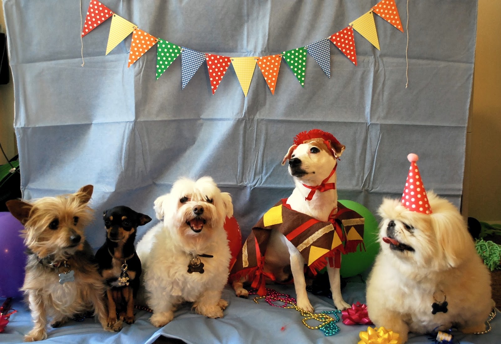 Daydreamer Creator DIY Extraordinaire Dog Birthday Party 