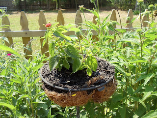 Debbie's Potager: The flower Garden