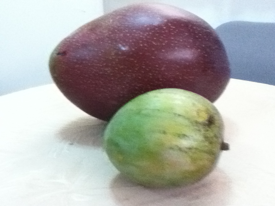 PUERTO RICO GALLERY Mango Gigante