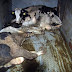 Uznemiravajući VIDEO iz poljske klaonice. Poljaci izvozili meso bolesnih krava u EU. Ne zna se je li Hrvatska uvozila to meso!