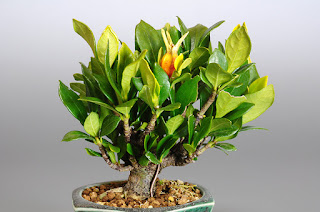 クチナシP（梔子盆栽）Gardenia jasminoides bonsai