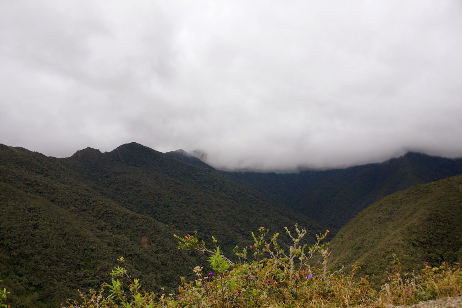 Parque nacional Podocarpus