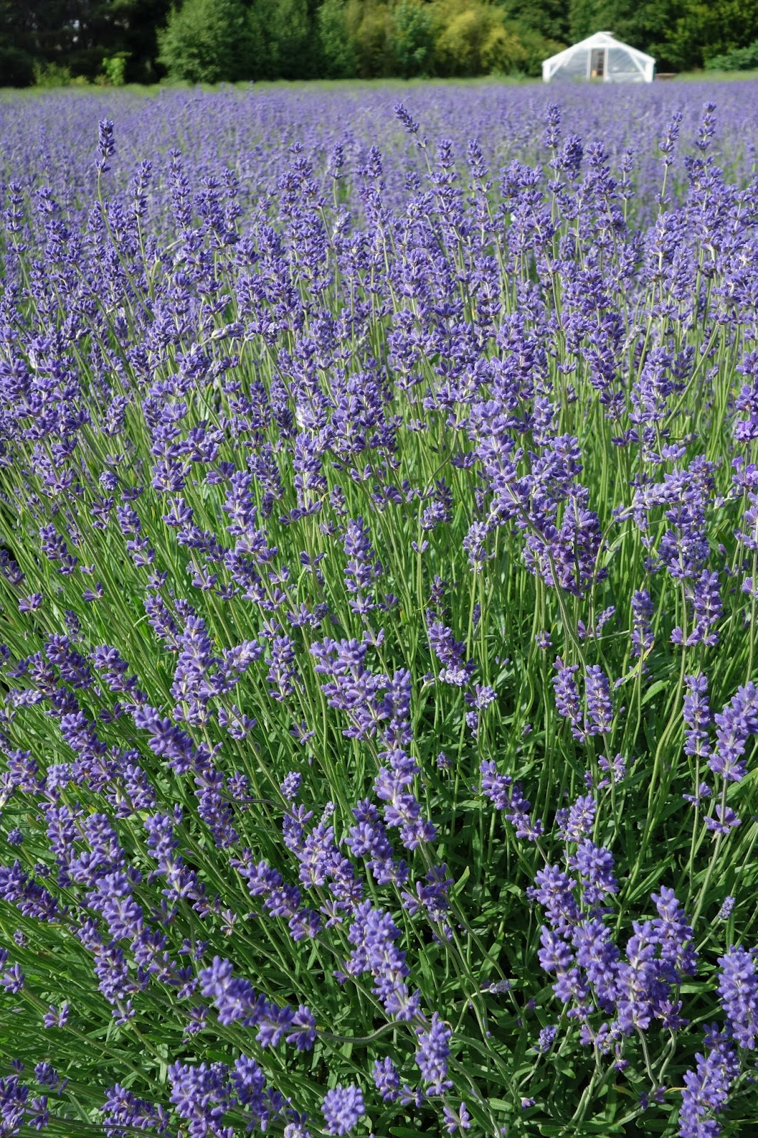 Moments of Delight...Anne Reeves Seattle Lavender Farm in Woodinville