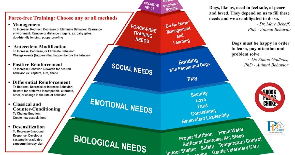 Hierarchy of a dog's needs
